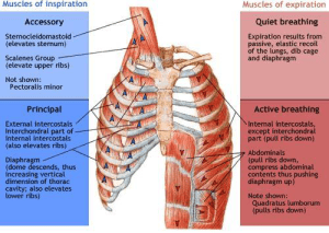Respiratory Dysfunction In Swimmers Coast Sport