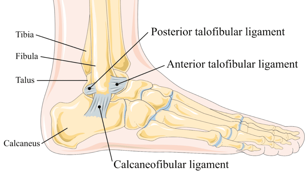 Ankle-anatomy